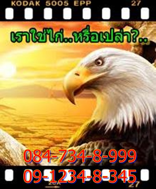 อินทรี หรือ ไก่