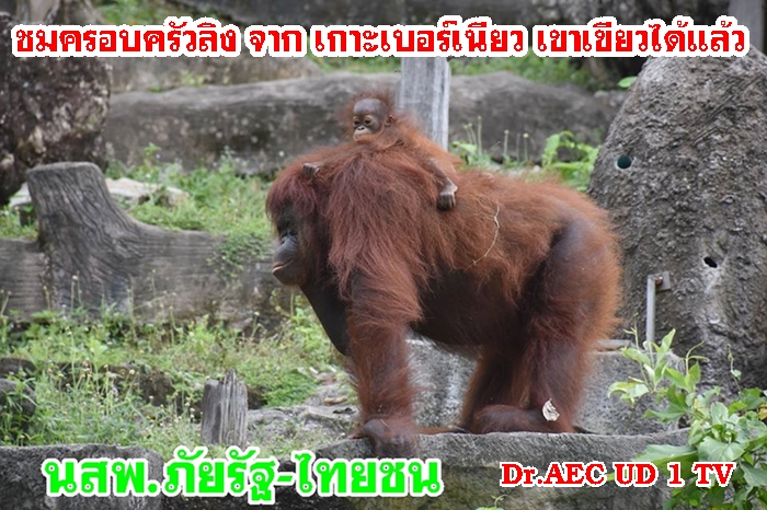 สัตว์เทียบ ใกล้เคียงมนุษย์ ใกล้10 ตัวแล้ว สัตว์พื้นเมือง เกาะเบอร์เนียว แห่งเขาเขียว จ.ชลบุรี ล่าสุดได้สมาชิก เพศเมีย  อวดโฉมสมาชิกครอบครัว ตัวใหม่แล้